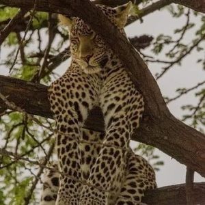 Meet your Posher, Donna